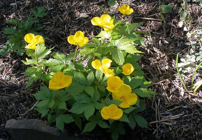 Celandine για τη θεραπεία της προστατίτιδας